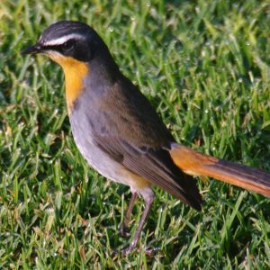 Cape Robin Chat at The Kingfisher Lodge