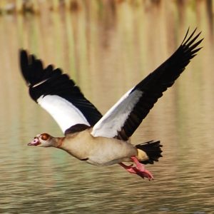 Goose at The Kingfisher Lodge