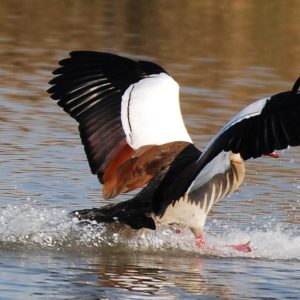 Goose at The Kingfisher Lodge