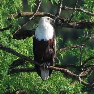 Fish eagle at The King Fisher Lodge