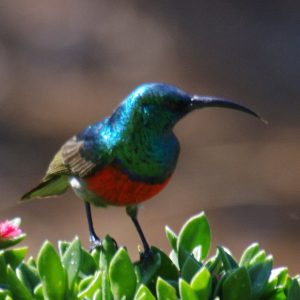 Northern double-collared sunbird Seen at Kingfisher Lodge