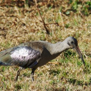 Hadeda Spotted at The Kingfisher Lodge
