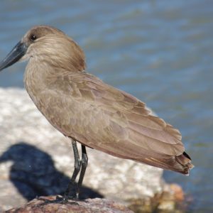 Hammerkop Spotted at The Kingfisher Lodge
