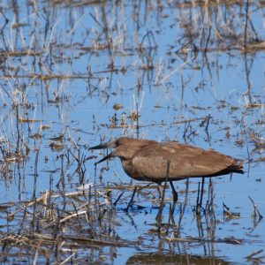 Hammerkop Spotted at The Kingfisher Lodge