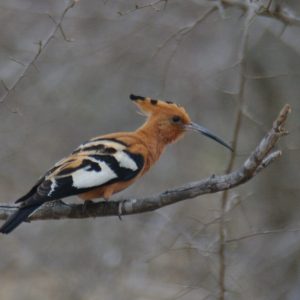Eurasian hoopoe Spotted at The Kingfisher Lodge