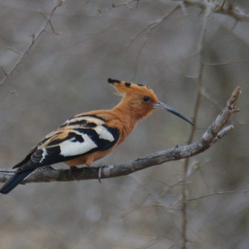 Eurasian hoopoe Spotted at The Kingfisher Lodge