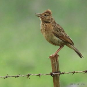 Jerdon's bush lark Spotted at The Kingfisher Lodge
