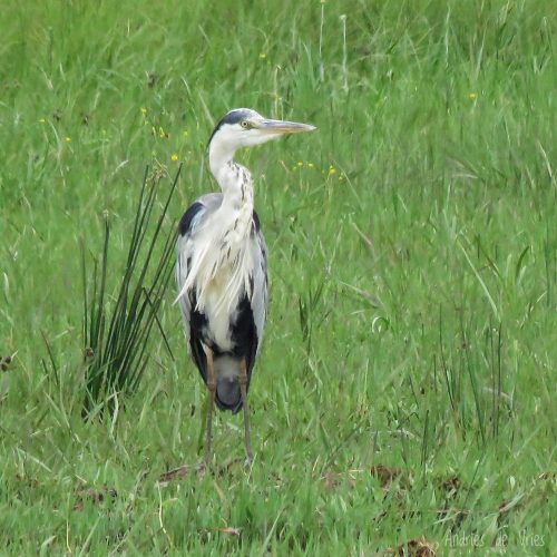 Grey heron Spotted at The Kingfisher Lodge