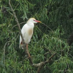 Cattle egret Spotted at The Kingfisher Lodge