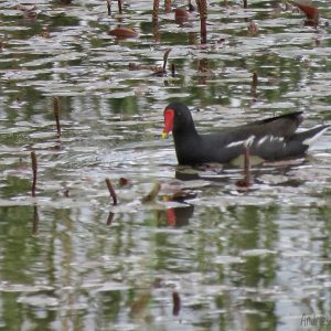 Common moorhen Spotted at The Kingfisher Lodge