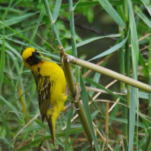 Speke's weaver Spotted at The Kingfisher Lodge