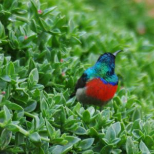 Northern double-collared sunbird Spotted at The Kingfisher Lodge