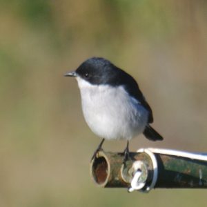 White-bellied bush chat Spotted at The Kingfisher Lodge
