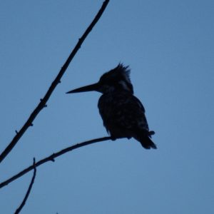 Kingfisher Spotted at The Kingfisher Lodge