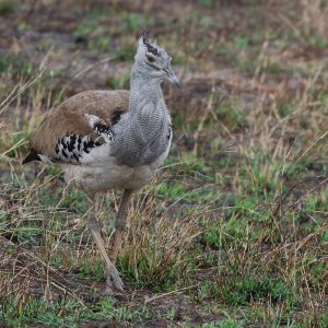 Kori bustard Spotted at The Kingfisher Lodge