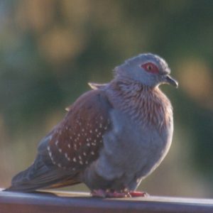 Speckled pigeon Spotted at The Kingfisher Lodge