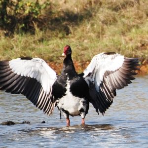 Goose Spotted at The Kingfisher Lodge