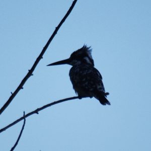 Kingfisher Spotted at The Kingfisher Lodge